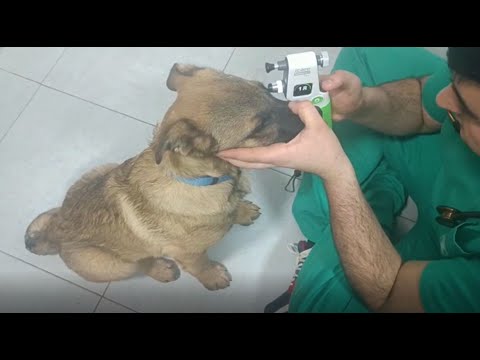 Imanol A. Zubia demonstrates how to use TONOVET Plus tonometer and explains its key features