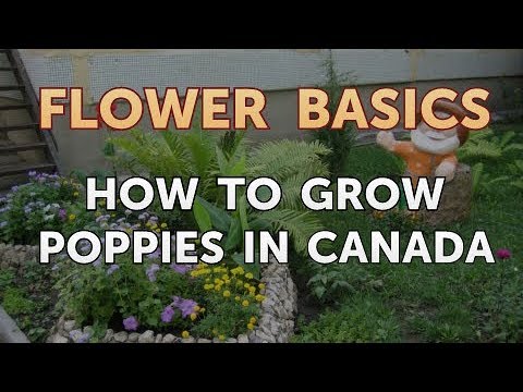 How to Get More Canna Lily Blooms