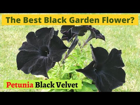 The Best Black Flower? How to grow Petunia Black Velvet