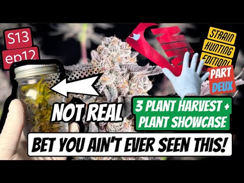  S13 EP12 - HARVEST time +  plant showcase - epoxy art success and how yall helping me win! 