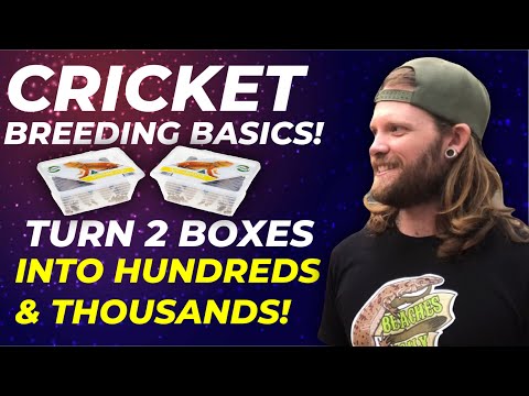 How To Breed Crickets For Your Pet Reptile!