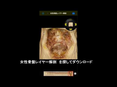 婦人科骨盤解剖アプリ「レイヤー解剖」
