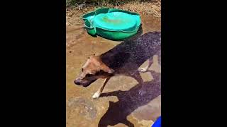 Video preview image #1 Mutt Puppy For Sale in Jackson, MS, USA