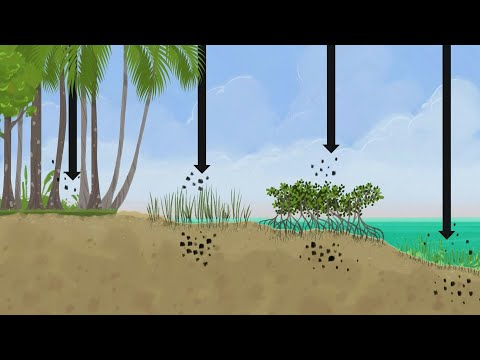 Video Thumbnail: Blue carbon ecosystems | AFP