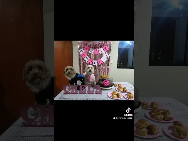 Vídeo relacionado con Pancarta Happy Birthday Decoración Cumpleaños FelizBanner Animales y Huellas de Perro, Adornos Fiesta Infantil Mujer Hombre, Kit Reutilizable con Guirnalda Cumpleaños, Honeycomb y Pancarta Fiesta