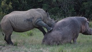 Rhino and Hippo Date Night Part 1