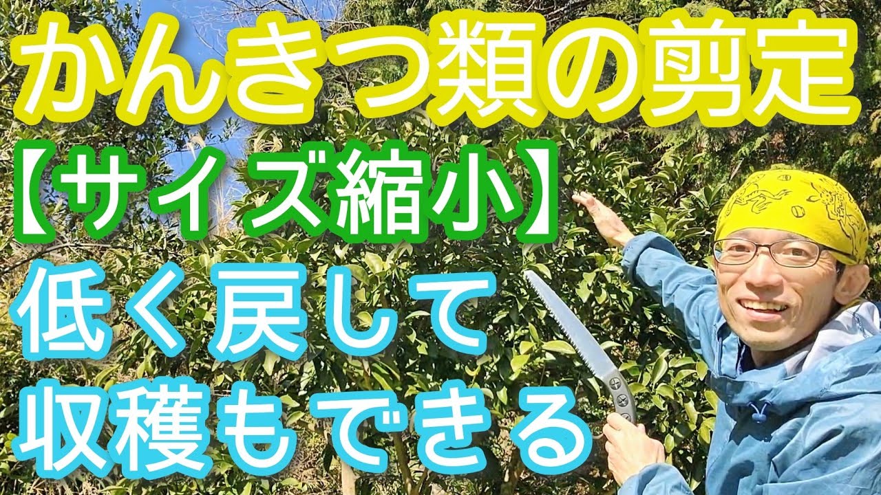 【柑橘類の剪定】低く仕立てて果実もなる庭木手入れ法(2026年3月)🍊🍋