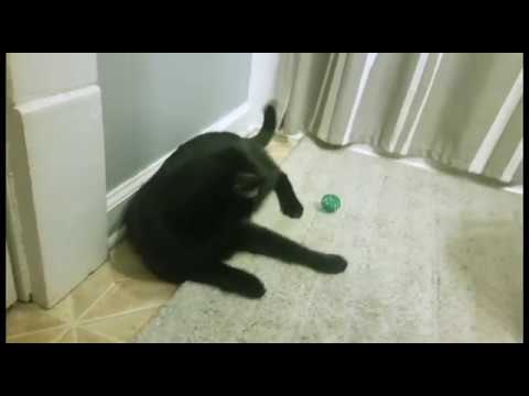 A Promotional Video for Pet Education