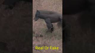 Dogman Encounter Real OR  AI Deep Fake  #dogman #creepy