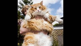 The Largest Norwegian Forest Cats