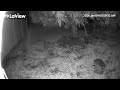 Extended Version Of Raccoons Mating Ritual Raccoon