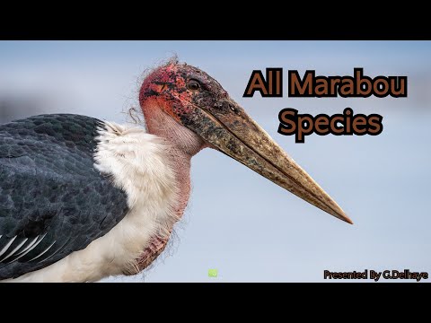 All Marabou Species - Species List