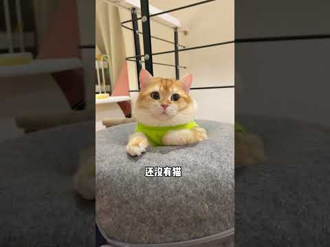 什么 听我妈说你是三无#瞧这小眼神 #萌宠 #小狗狗能有什么坏心思
