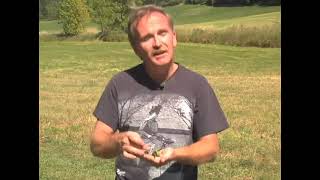 How to Stop Potato Beetles