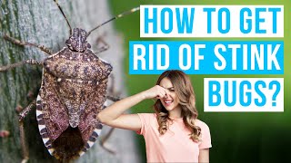 How to GET RID OF STINK BUGS | Insecticides, Sticky Traps or Naturally