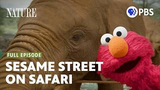Sesame Street and the Great Elephant Adventure | PBS Nature | Full Episode