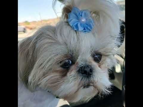 The Dreaded Vet Visit