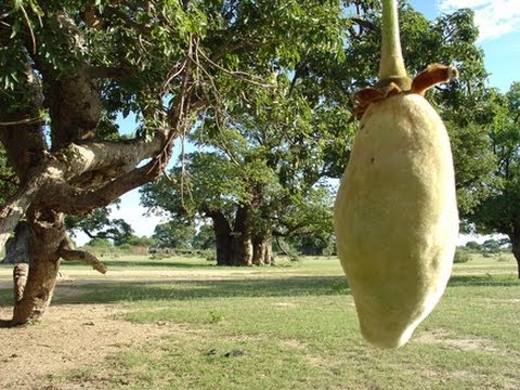 Baobab superfruit: find out why you should be eating it!