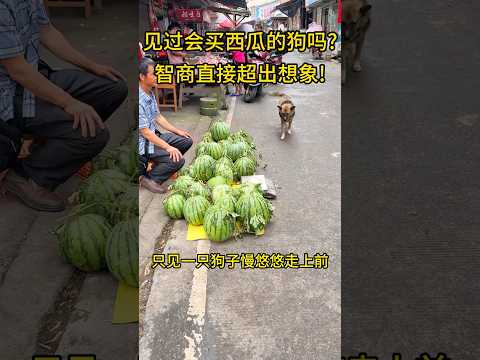 西瓜摊迎来特殊顾客，看清身份老板当场惊呆了