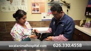 preview picture of video 'Southern California Animal Hospital - Short | La Puente, CA'