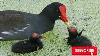 Download lagu BURUNG MANDAR, PANCINGAN SUARA ANAK MANDAR mp3 Download lagu BURUNG MANDAR, PANCINGAN SUARA ANAK MANDAR mp3