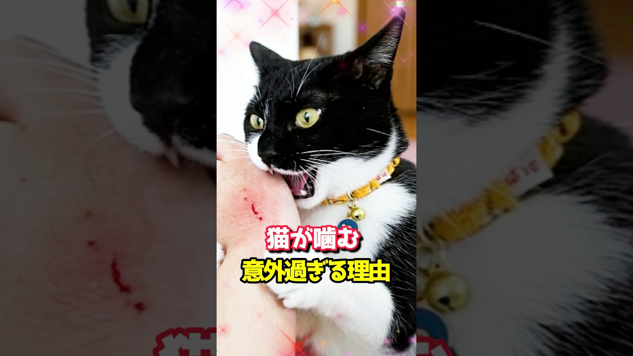 猫が噛む意外過ぎる理由 #猫のいる暮らし #保護猫 #ネコ