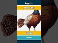 pheasant - Faisán video thumbnail