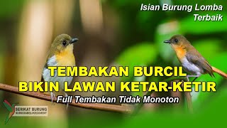 Download lagu Masteran Burung Lomba | Isian Burung Kecil Pilihan Full Tembakan Tidak Monoton | Speed Rapat mp3