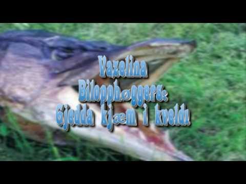 Vazelina Bilopphøggers Gjedda kjæm i kveld