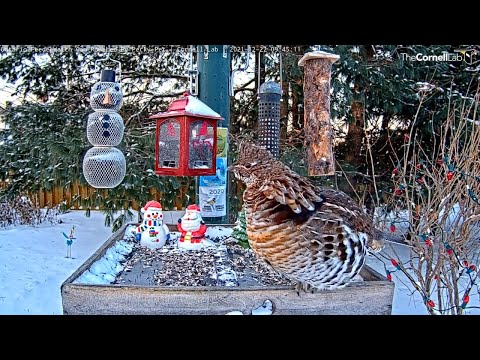 Ruffed Grouse Displays For The Ontario FeederWatch Cam – Dec. 22, 2021