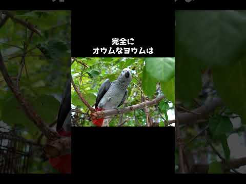 カリプトリンクス・バンクスヒールズビル保護区で撮影された写真