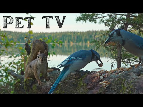 Weekend Watch - 8 Hours of Lakeside Squirrels and Birds