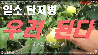2021사과 왜 일소 많이 오는가/피해 방지 방법은 무엇인가/응애 주의