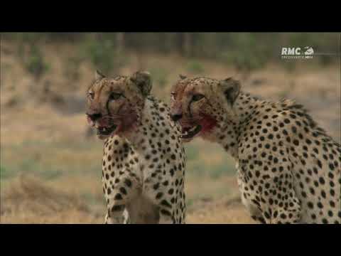 Documentaire : Les Guépards