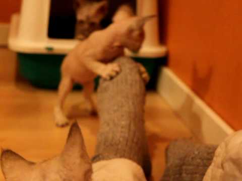 S*Rex Riba´s Hoya and Hiro