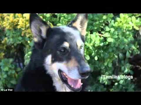 A loyal Dog Capitan refused to leave from his dead master's grave for six years dg  YouTube