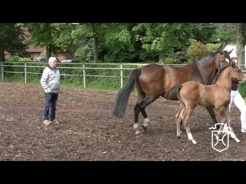 SL071 Stutfohlen von Canstakko - Caretino - Calypso I