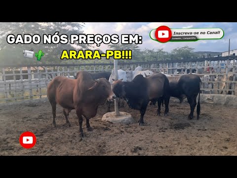 FEIRA DE GADO DE: ARARA-PB!!! "Parte01" 📹🐂