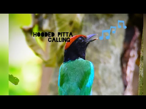 Pita tmavohlavá (Pitta sordida) — biotop a pohyb