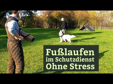 Fusslaufen im Schutzdienst trainieren - stressfrei und unkompliziert  mit Hilfe der Impulskontrolle