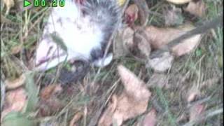 Possum head!
