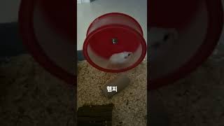 햄스터 쳇바퀴