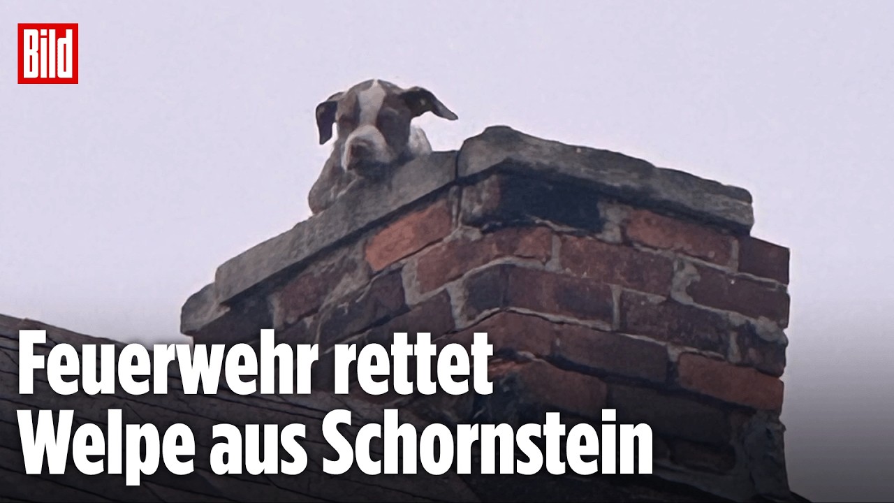 Dramatische Aktion in Detroit: Feuerwehr rettet Welpen aus Schornstein
