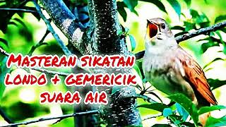 Download lagu Masteran sikatan londo gemericik suara air.#masteransikatanlondo#kicaumantap mp3 Download lagu Masteran sikatan londo gemericik suara air.#masteransikatanlondo#kicaumantap mp3