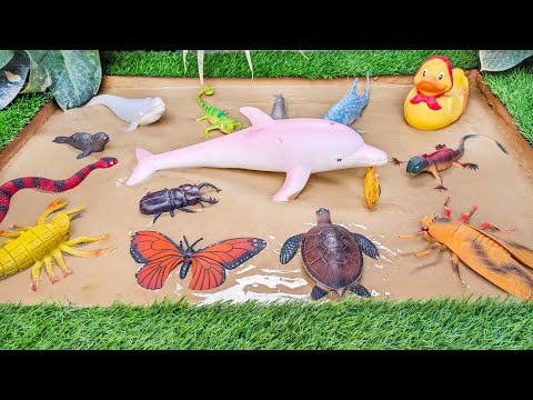 Muddy Sea Animals and Insects Adventure in Sandbox 🐬🪰🦆 Learning Fun Facts for Kids
