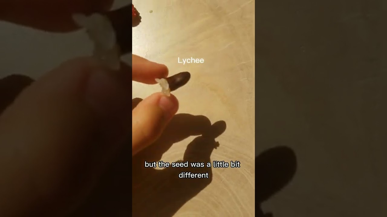 What’s the difference between litchi and lychee? Archive EN