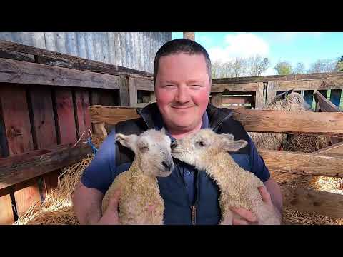 It's a SHEEP LEARNING CURVE ... New farmer first week