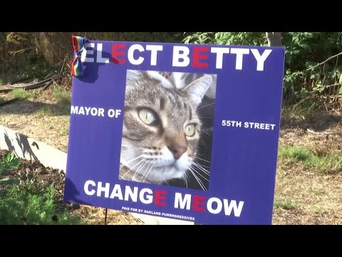 地元の市長候補が「チェンジ・ニャー」を呼びかける (Local mayoral candidate calls for ‘change meow’)
