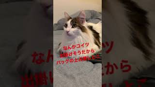 今日のしゃも様#3