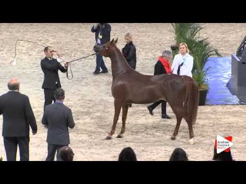 N.40 DELIGHT'S DIVAH RB - Paris 2015 - Fillies 2-3 years old (Class CM2 B)